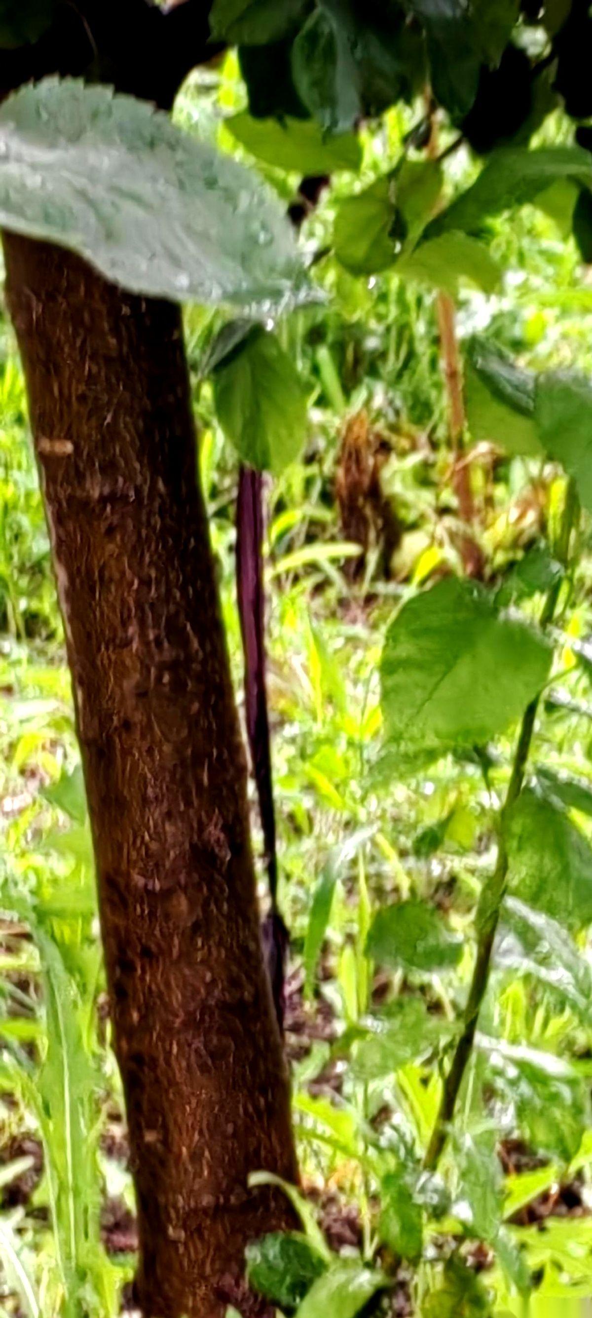 我算是服了。院里这六个“爷”，养了四年多，一个个长得人高马大，油光水滑的。就