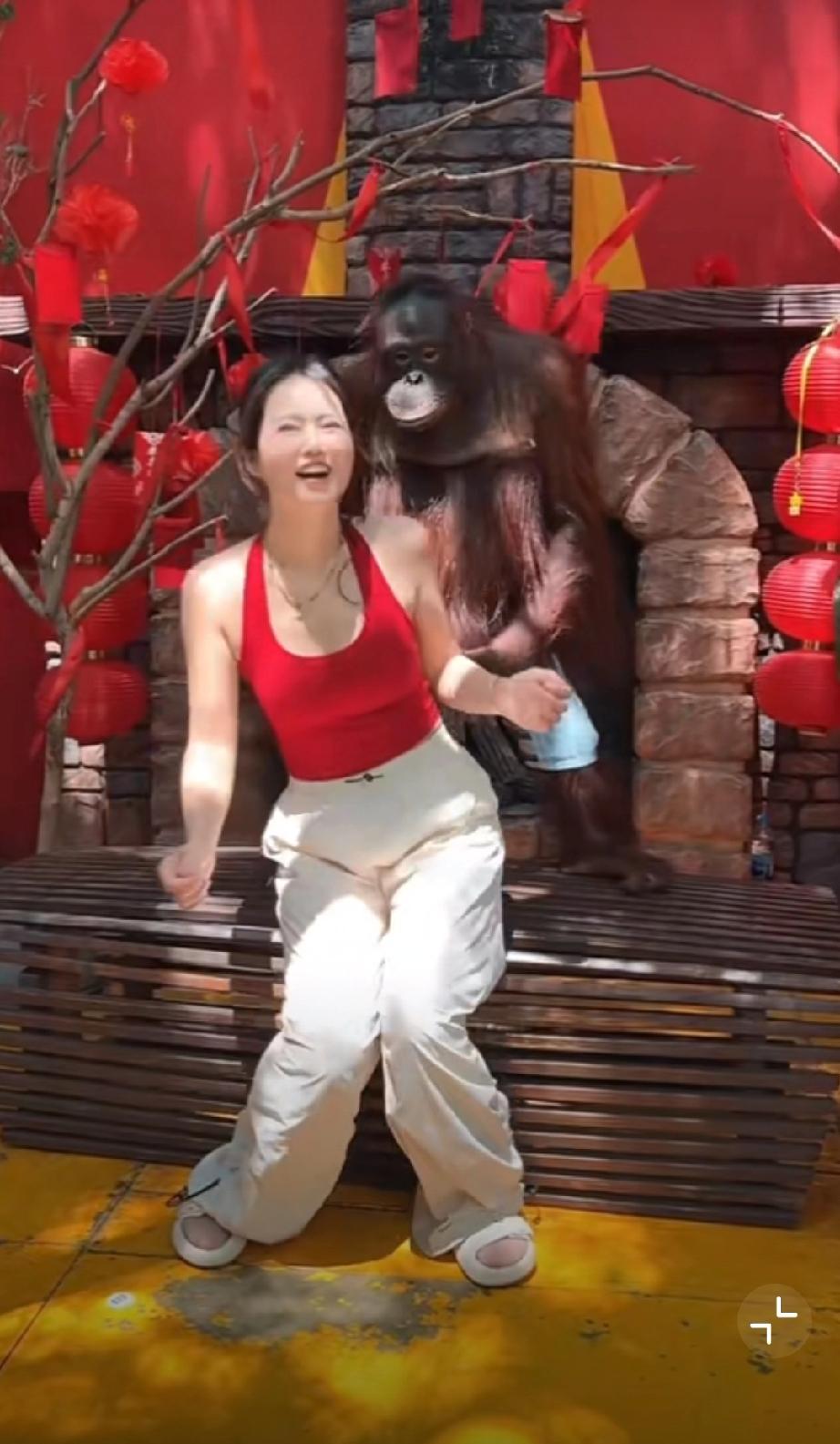 花800泰铢和猩猩互动，到底谁什么人觉得它“可爱”！猩猩拍照姿势红毛猩猩带娃