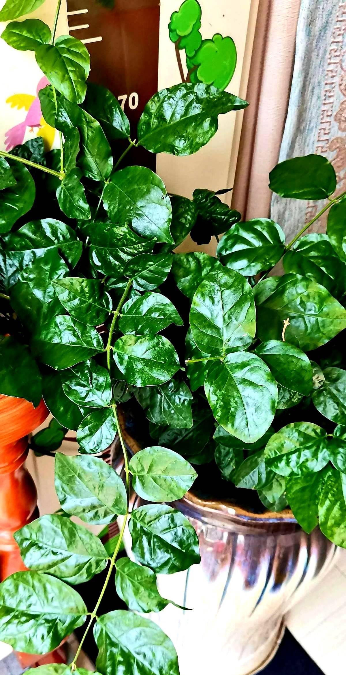 我养的犟种茉莉花，从去年九月份买的到现在八个月了就这死样子，阳台最好的位置都给它