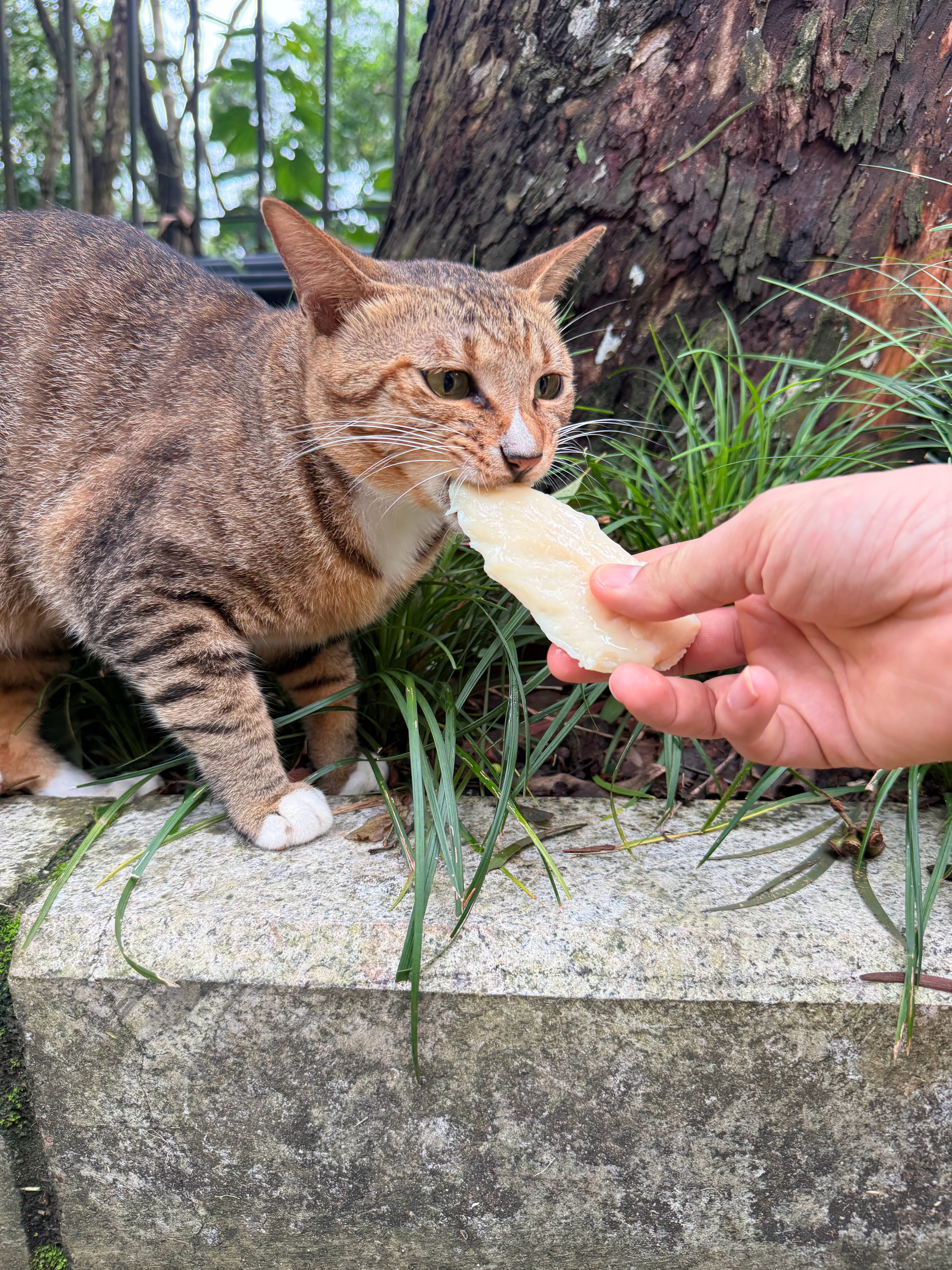 请你吃鸡胸肉流浪猫深圳