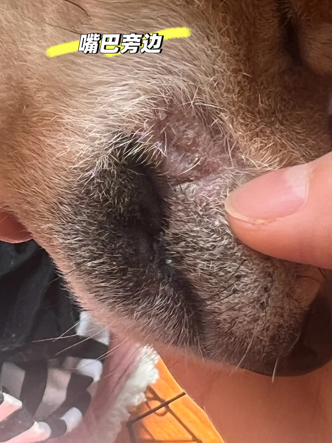 求助 狗狗这个是什么皮肤病啊？