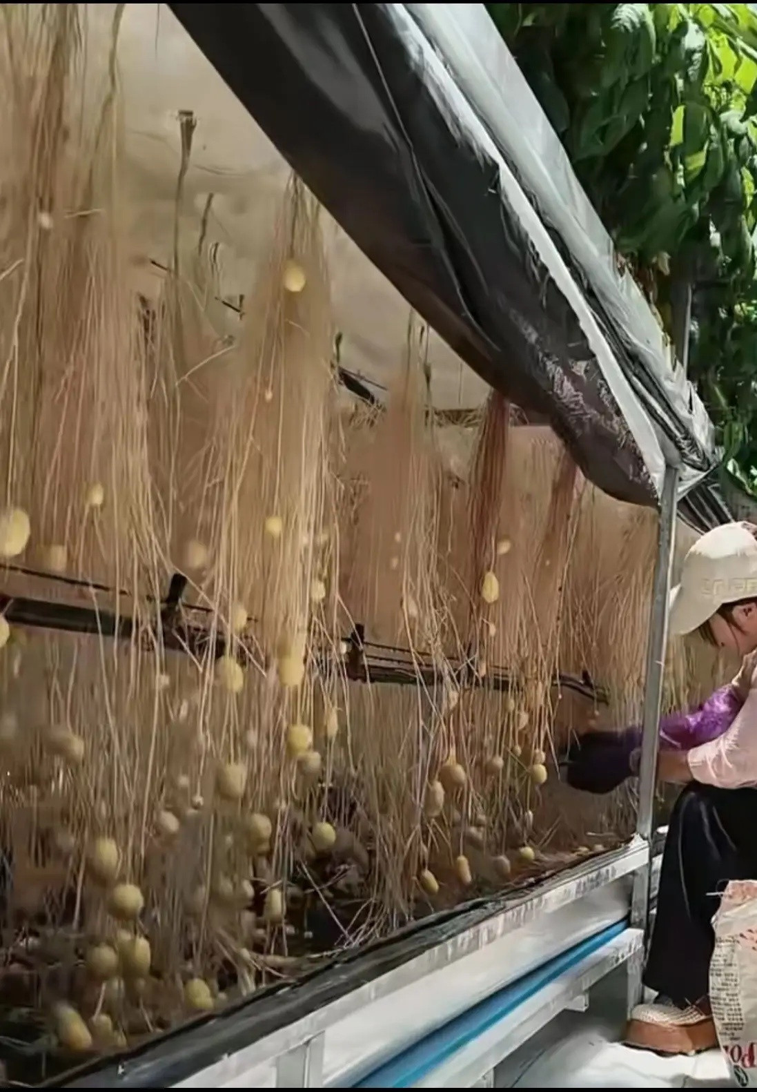 土豆还能这样子种