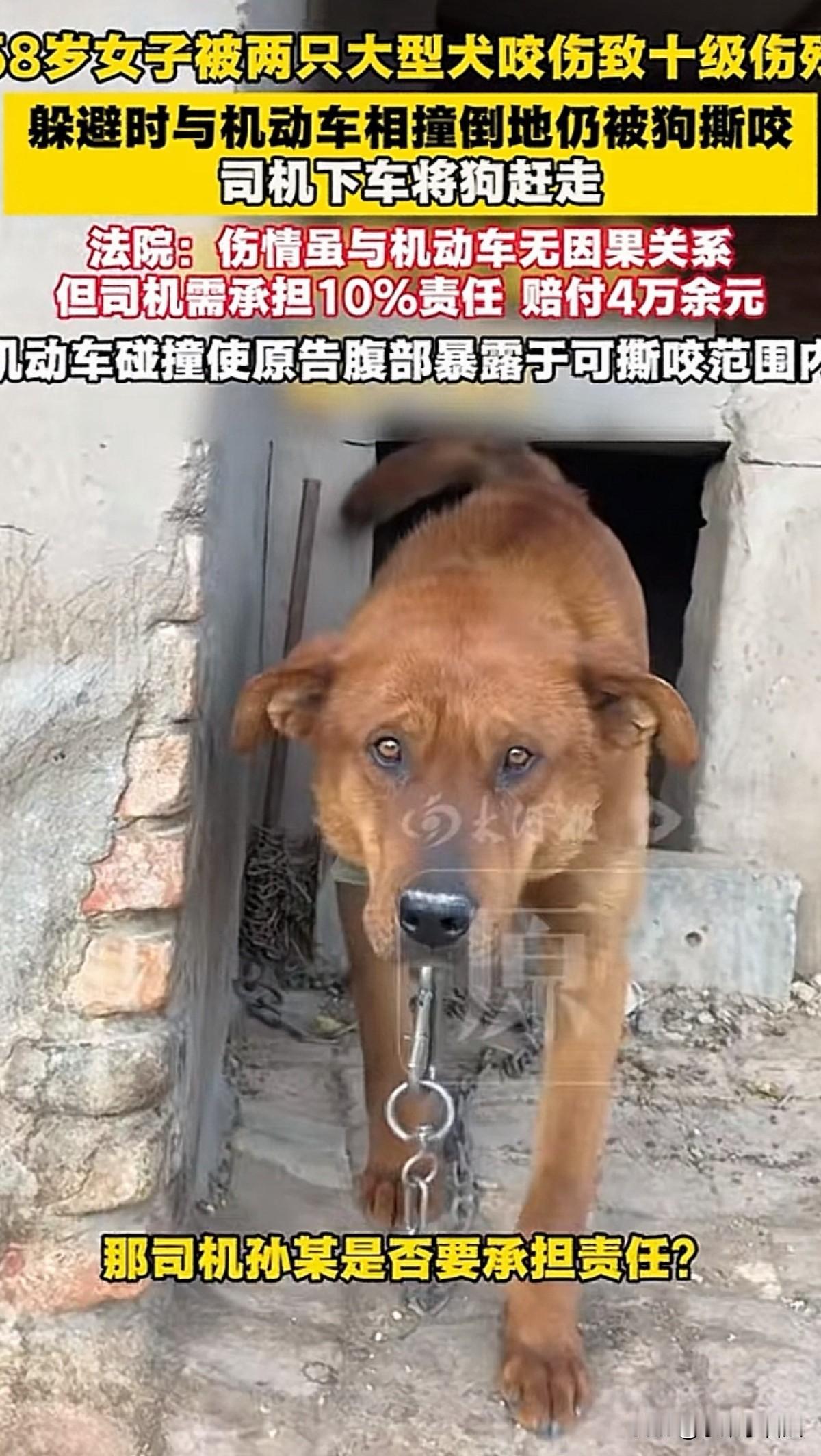 太倒霉了！山东青岛，58岁女子在村中遛弯时，同村村民养的两条大型犬突然窜出来，对