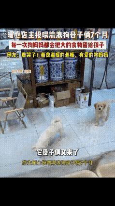 山东一家刚开业不久的熟食店，迎来了一位特殊的常客。一只流浪狗每天都会准时出现在店