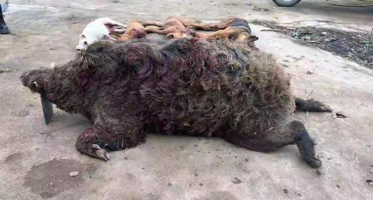 11月10日夜，西北山狼公益护农队抵达天水魏店镇时，山间气温已降至零下，寒风裹挟