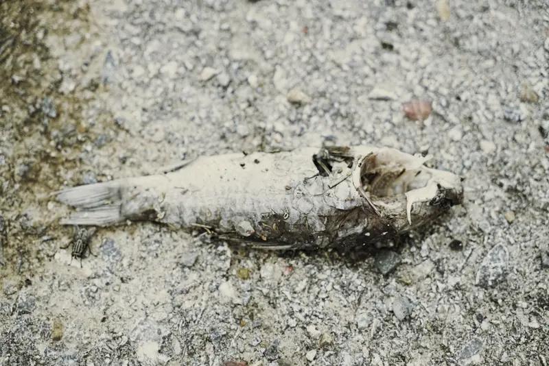 深圳一水库堆放多袋发臭死鱼，这场景想想都糟心。好好的水库，本应是清澈干净、生态良