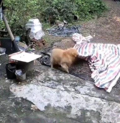 广东，一男子趁着晴天在院里晾晒玉米。不料夫妻俩外出时，天变阴了，男子和妻子眼看要