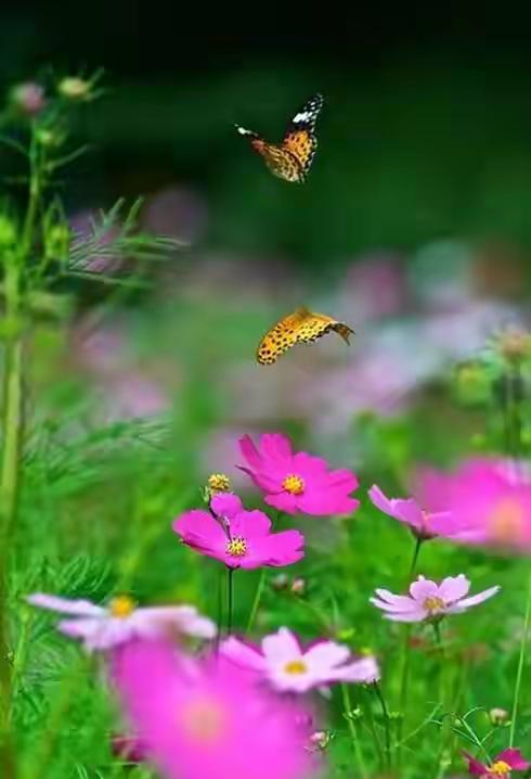 【批评（判）莫言和拥莫言者没有感到疲劳吗？】在我的印象中莫言成为自媒体的