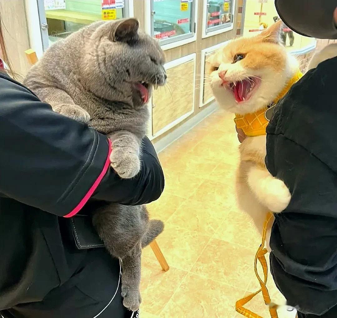 带猫出门，结果跟别人的猫吵起来了，看样子骂的很难听～