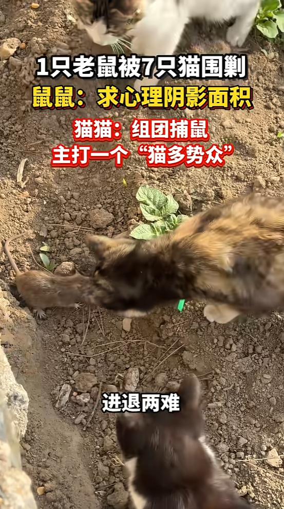 5月9日报道，辽宁鞍山一则“7只猫围堵1只老鼠”的视频在网上走红，画面又好笑又解
