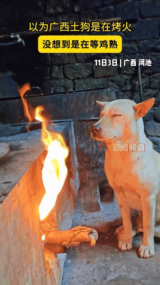 万万没想到！广西一名主人在火房烧柴炖鸡汤，没一会狗狗便跑了进来烤火，烤了好一会儿