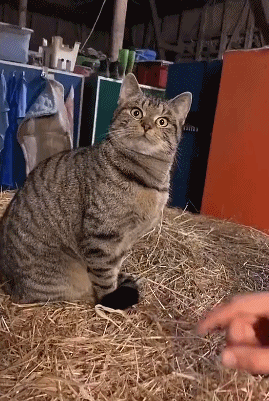 这只猫咪哪个电影学院毕业的？？？