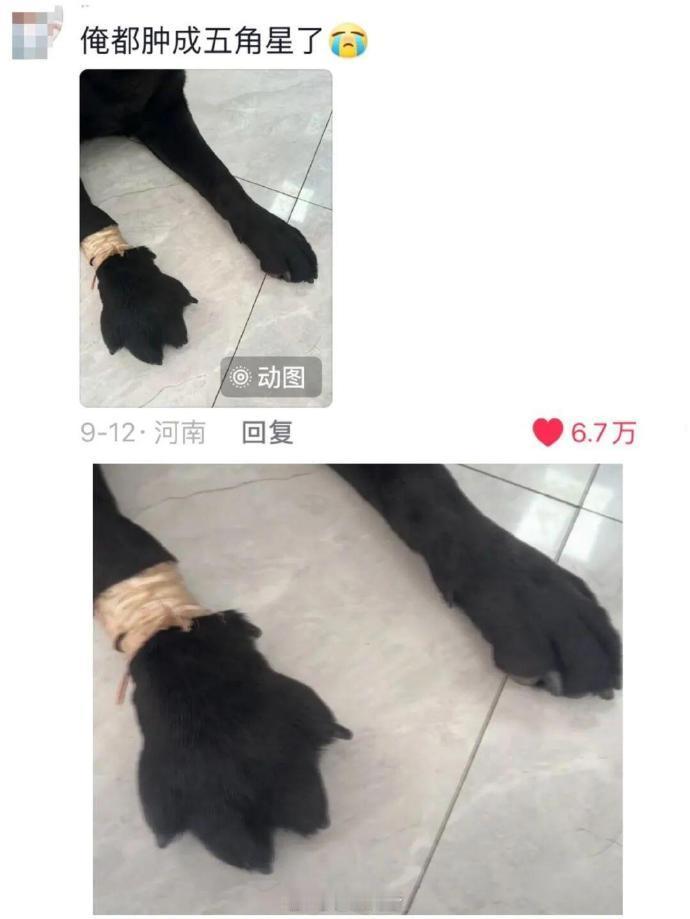 过敏的猫猫狗狗怎么这么好笑​​​