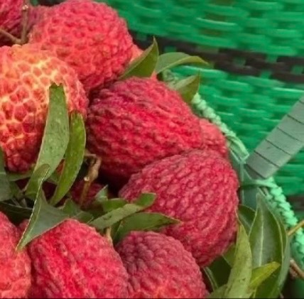 荔枝的种植方法一、场地与品种选择荔枝是热带、亚热带果树，喜欢温暖湿润的气候。要选