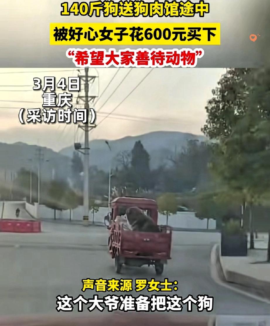 谁能想到，140斤的大狗会用“妈妈”两个字救命！重庆曹女士路上撞见大爷用三轮