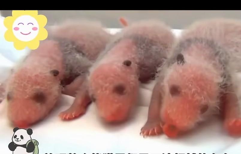 基因真是个很神奇的东西！熊猫幼崽生下来差不多二三两，跟小老鼠差不多大，成年后的大