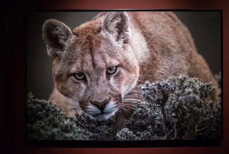 不要和日本打嘴仗了。前两年立陶宛让台湾在立陶宛。设置了一个办事处，我国就撤回了我