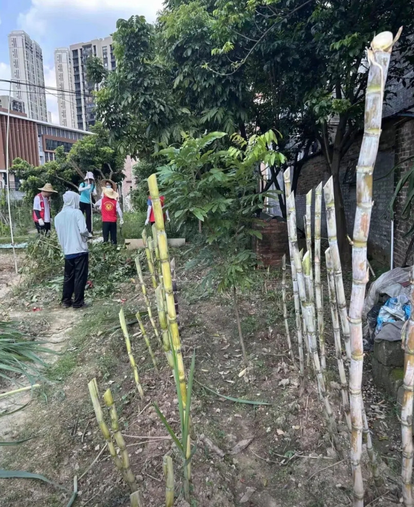 佛山顺德的防基孔肯雅热工作已经取得了一定的实效，近日相关部门公布的病例显著下降便