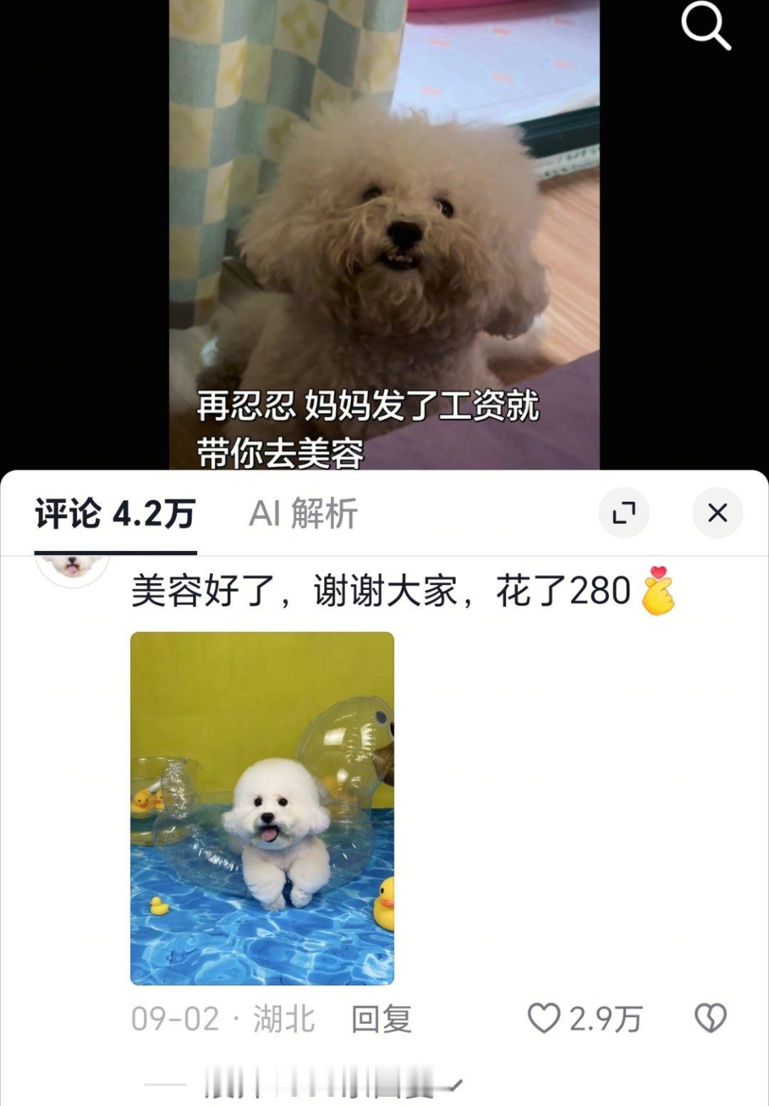 天，突然发现宠物理发店也是个发财门路​​​