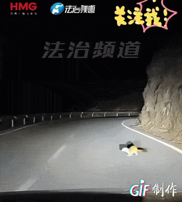 彻底解释不清了！夜晚，夫妻俩驾车行驶在山区蜿蜒的公路上，突然一只黄鼠狼蹿了出来