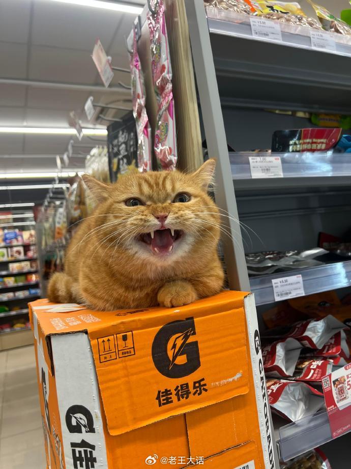 在超市值夜班的小猫​​​