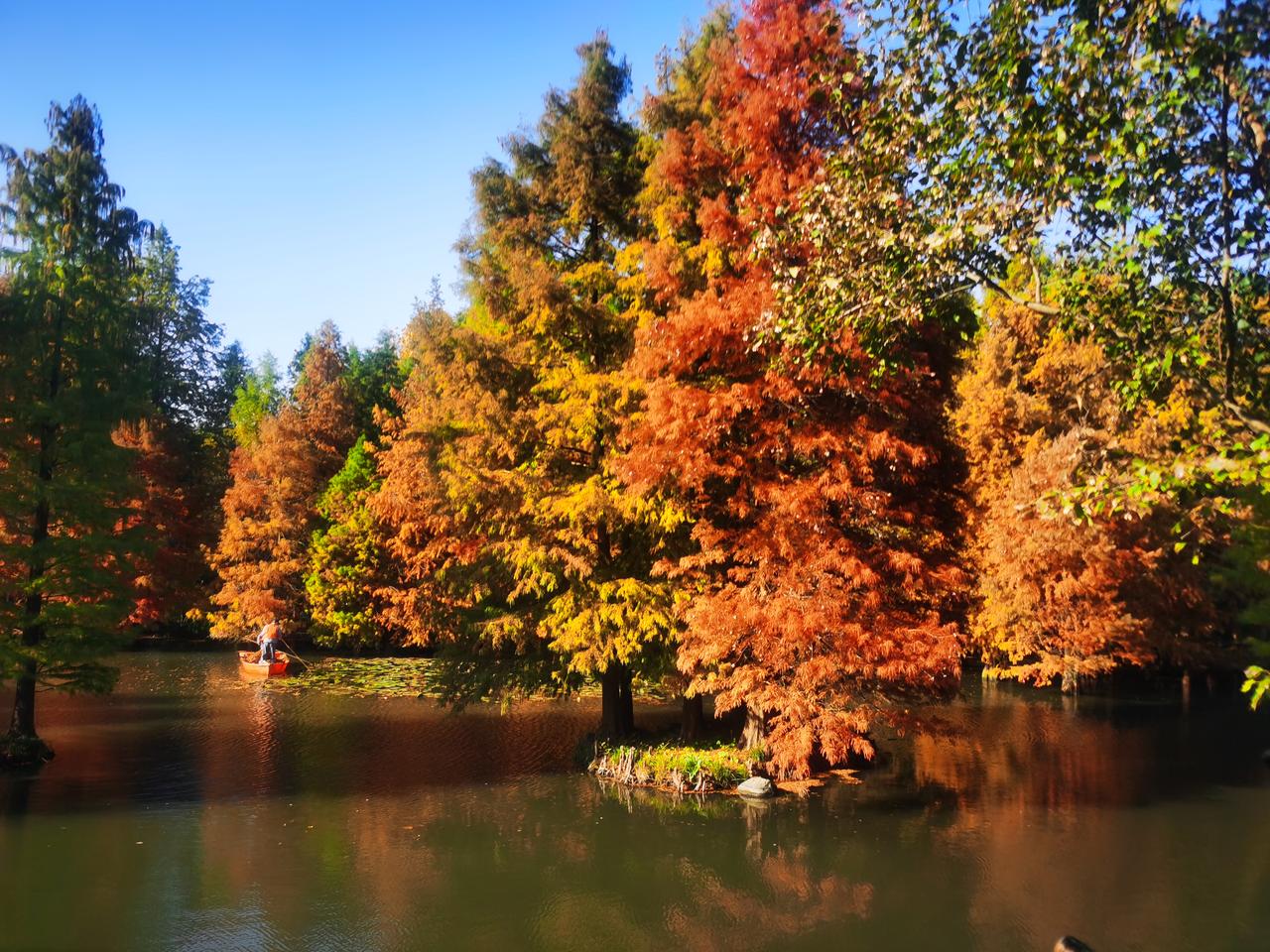 南京燕雀湖落羽杉方塘落羽杉奇景，水木相连四季妍。飞雪冰霜红叶毯，林间树隙驾游