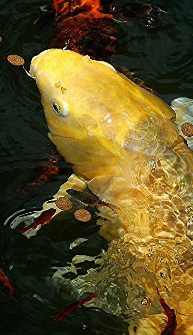 吉兆，惊喜会不断降临