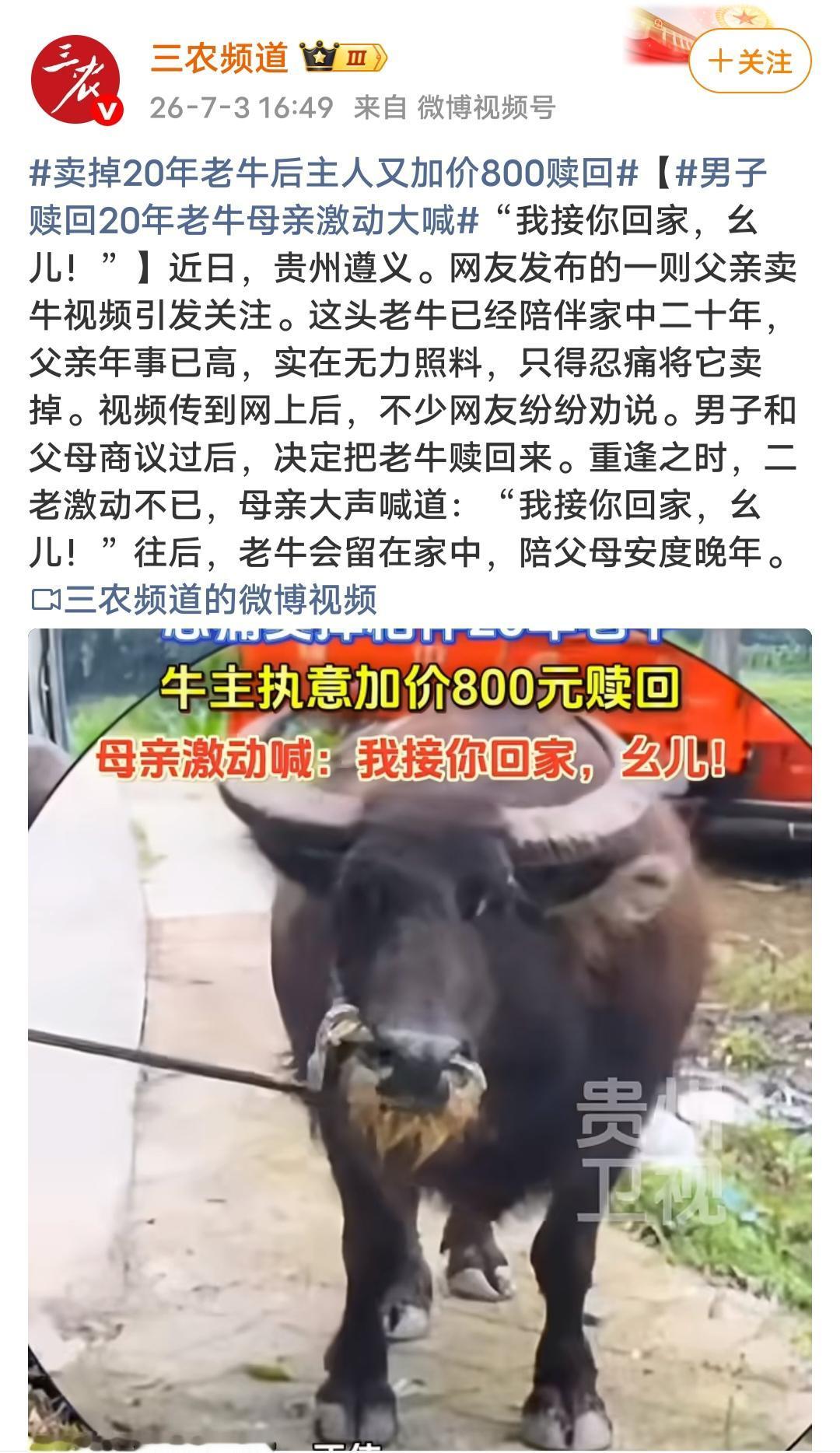 相伴20年老牛忍痛卖掉，家人加价800元赎回！乡土情义，从来抵得过市价贵州