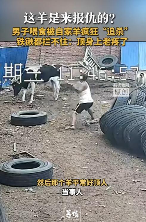 “笑不活了！”7月23日，河北邢台，男子去院子里喂羊时，羊突然想要顶他，男子顺手