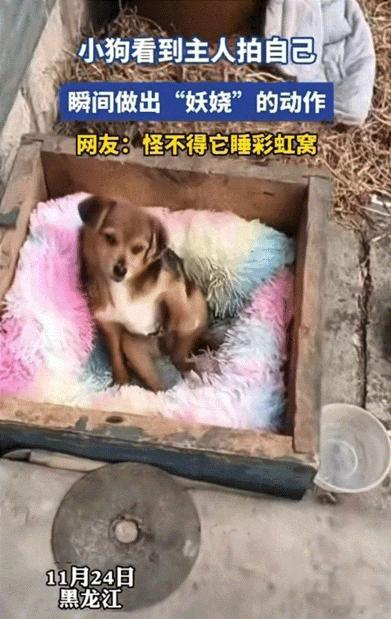 太有灵性了！黑龙江，狗子躺在窝里悠闲地晒太阳，当看到主人举起手机准备给它拍照时，