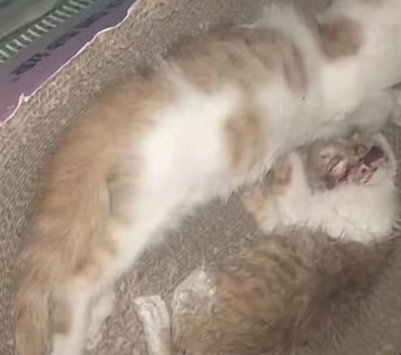 流浪猫搞破坏的时候没人管，遭到伤害的时候都站了出来，这个是否有点涉嫌双标了？近