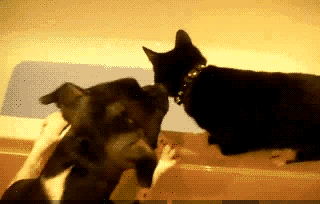 猫猫：君子不立于坏狗子边上​​​
