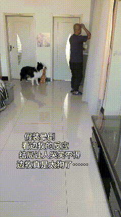 装晕是吧？我直接给你“开闸放水”！家人们谁懂啊！刷到一个测试边牧的视频，笑