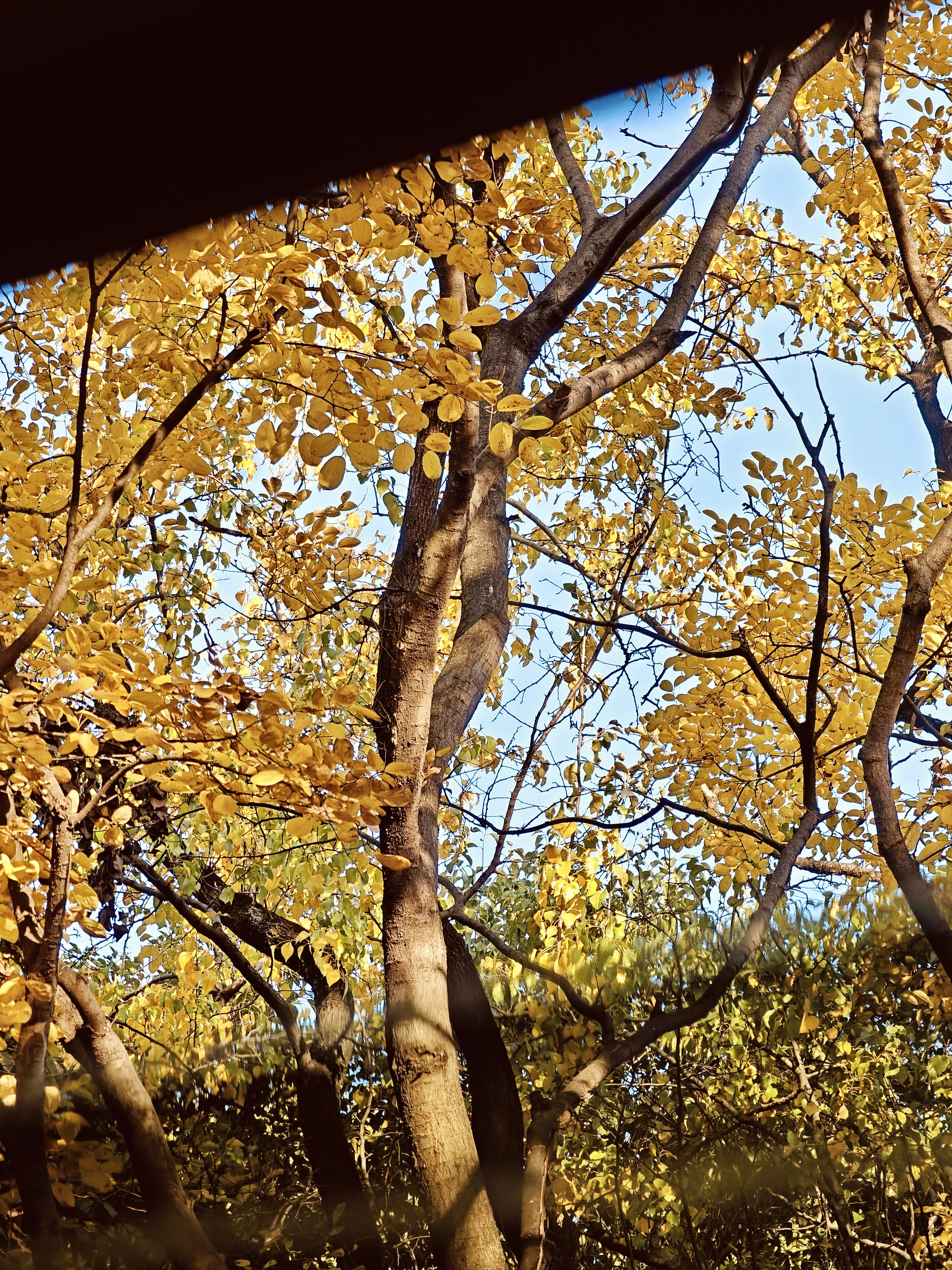 这几日。黄叶，秋游，会议中信手涂抹。