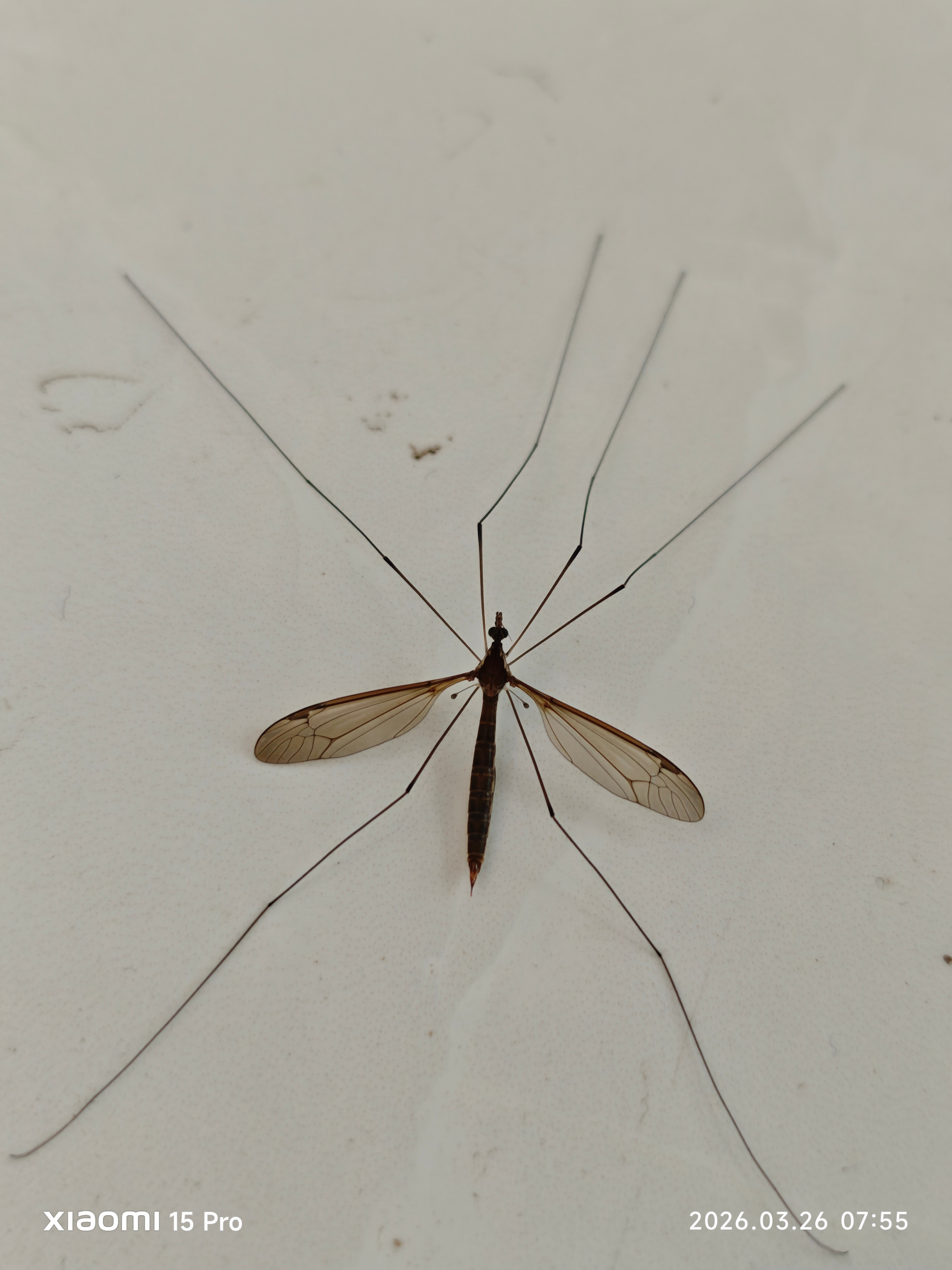 看到这只腿长到离谱的“巨型蚊子”，你是不是已经下意识想找电蚊拍了？先别急着动手，