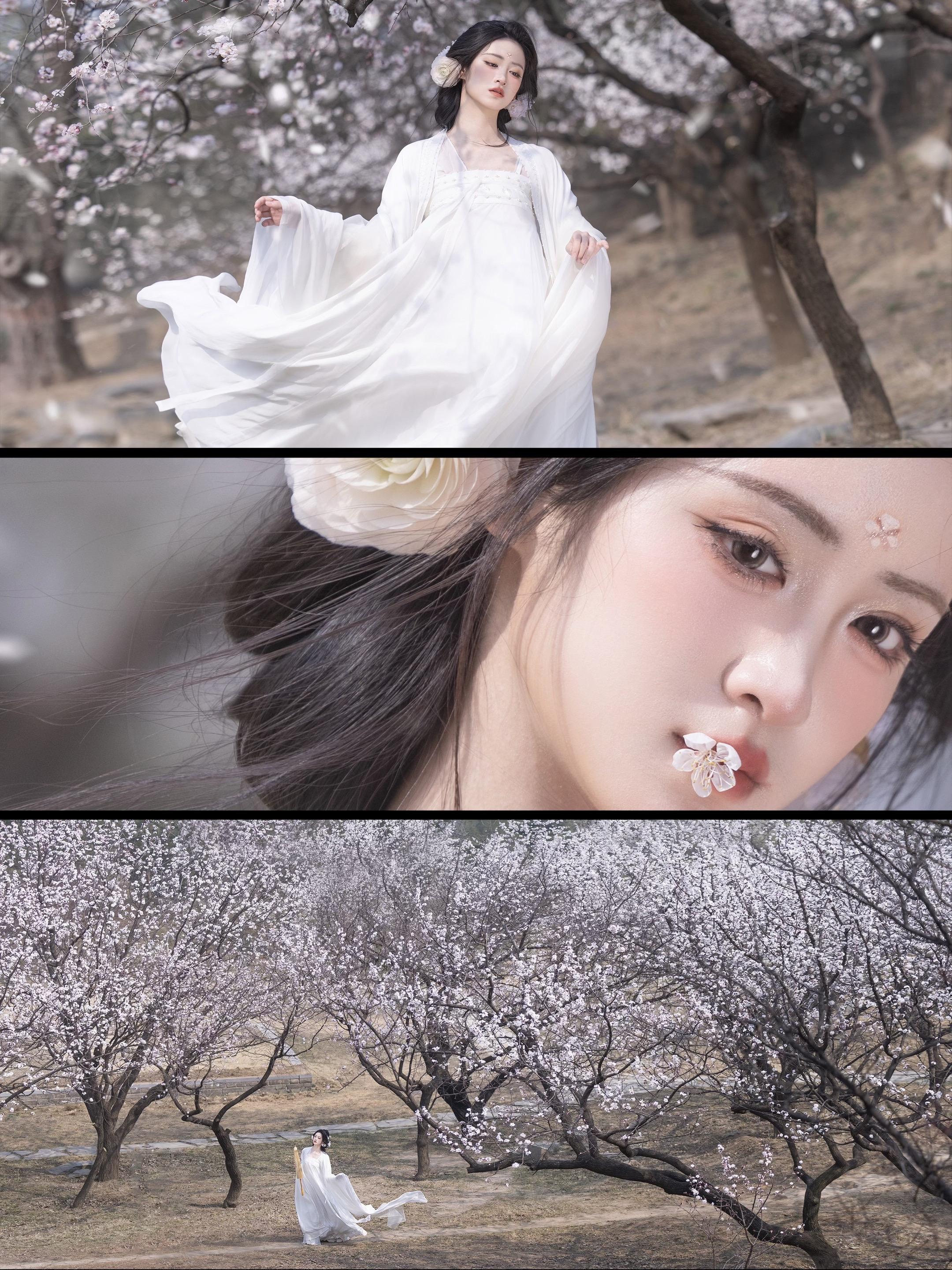 ‘ 如霜如雪 ’杏花每年限定的几日又下班咯～