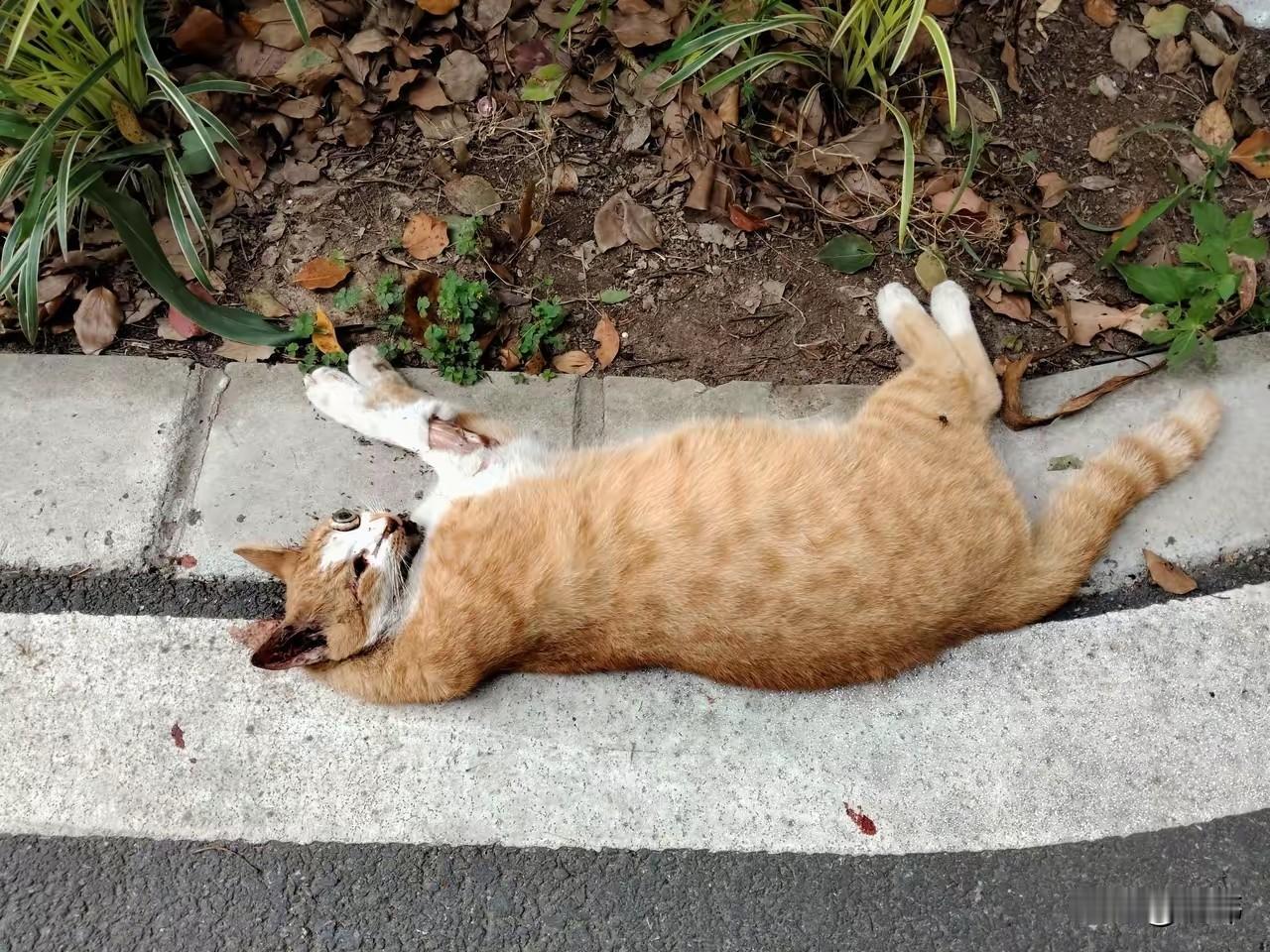 太可怜了，一位小姐姐经常投喂流浪猫，其中有一只橘猫都怀孕，她每次都特别准备一些营