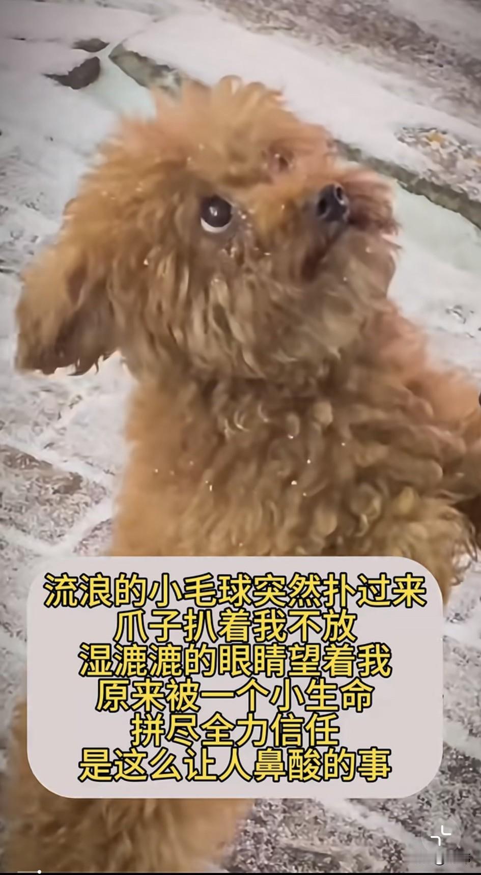 泪目了！这天一位小哥哥去公园散步，当他走到一条小路上的时候，突然一只小流浪狗跑了