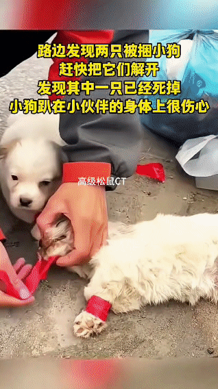 刷到一个看得心里又酸又暖的视频。博主在路边发现两只被红胶带捆住的小狗，装在蓝色塑