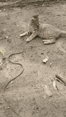 蛇弓着身子吐着信子，在原地张牙舞爪，摆出极具威慑的攻击姿态，试图吓退眼前的猫。可