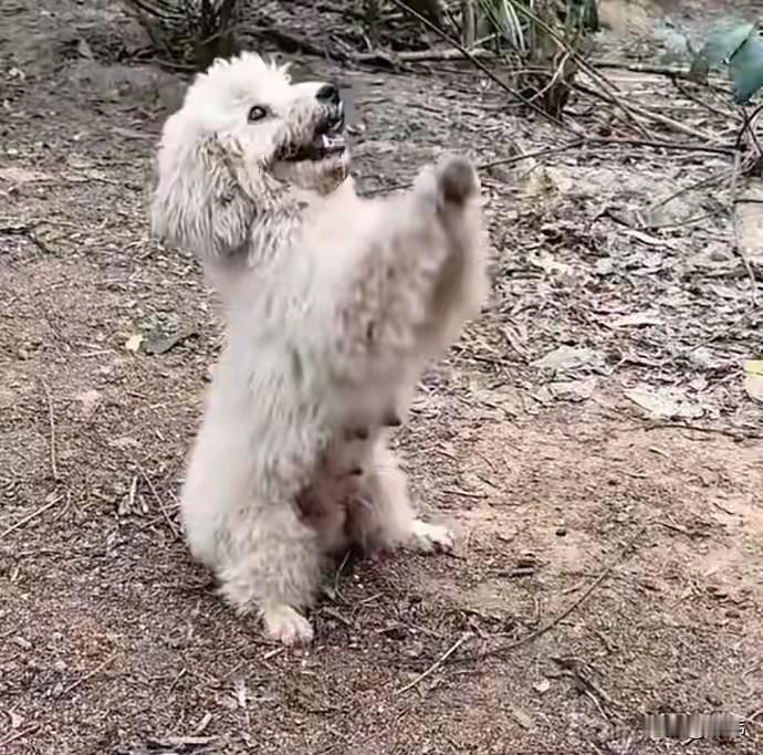 这天一位大哥去山上游玩，结果走到河边走到一块空地上的时候，看到一只小奶狗跑了过来