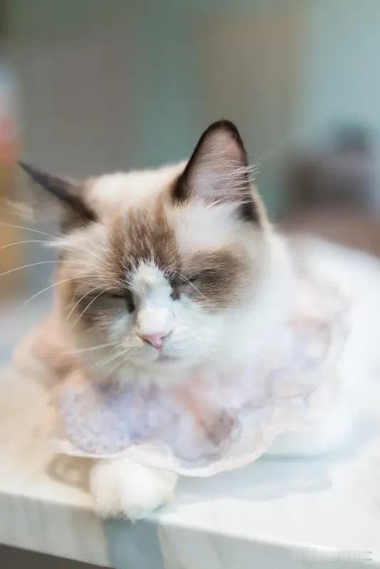 在我眼中，蓬松猫咪就像软萌布偶猫一样，是世间最温柔的小生灵。它们浑身的毛发柔软