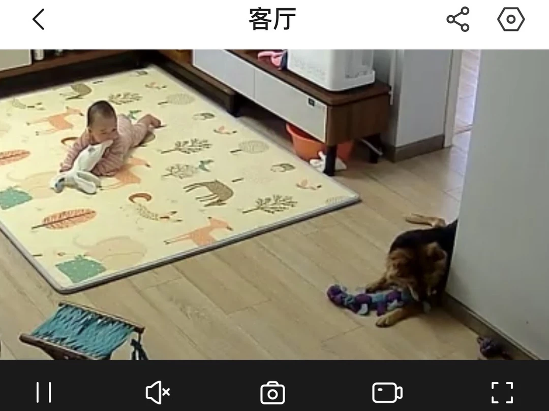 丸了 跟狗学的