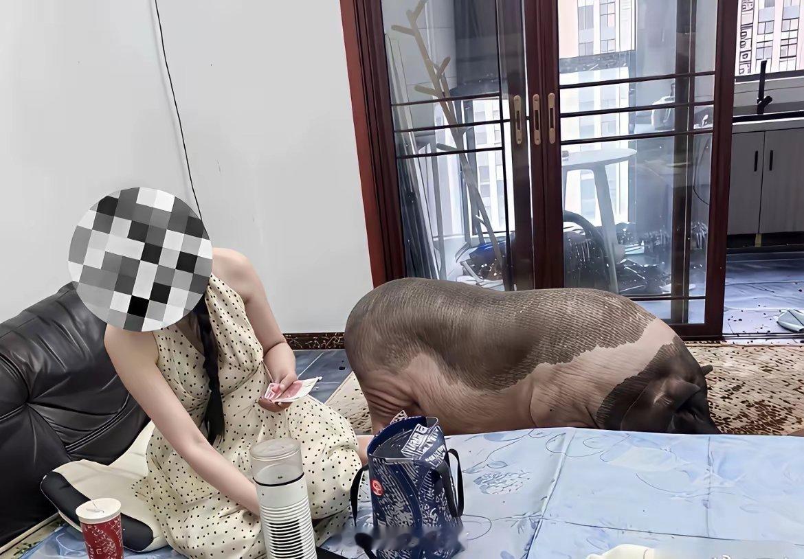 女朋友非要养宠物猪，每天家里臭烘烘的，要不要分手？