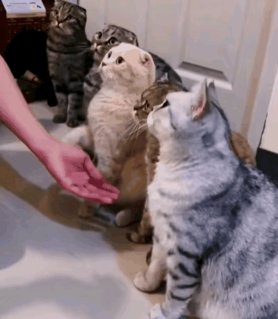 谁懂啊！本来去救助站只想领养一只猫，结果一进门就被六个小毛球拿捏了！它们排