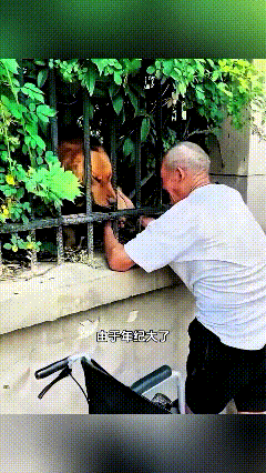 这事儿看得人鼻子酸溜溜的！爷爷把金毛从小喂大，可爷爷年纪大了，被亲戚送进养老院，
