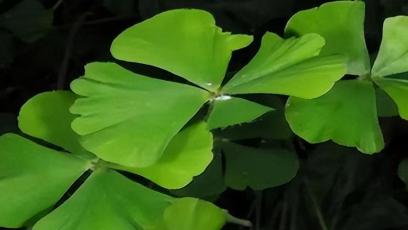 1861年，英国人伯克带着探险队闯澳大利亚，想从南到北穿越大陆。走了大半年，总