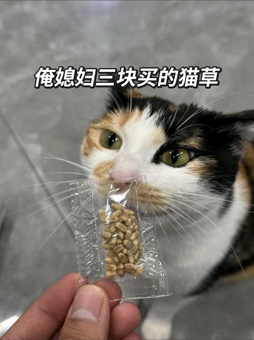 俺媳妇三块钱买的猫草这位网友分享了一个真实的案例，他是收小麦等粮食的，结果他