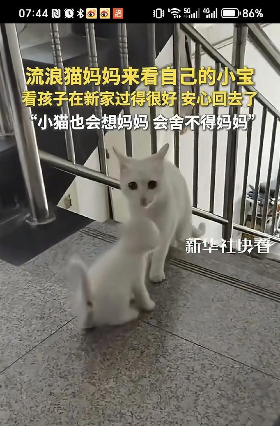 女子下班回家，在自家门前的草丛里捡到一只小白猫。看着小白猫可怜地叫着，女子在附近