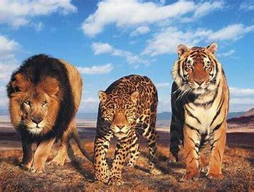 你有没有想过：地球顶级猎手，比如狮子、老虎、虎鲸，甚至陆地上最大的大象，全都是无